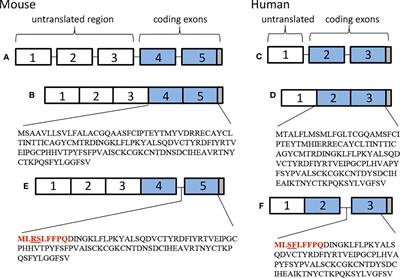 Dynamic Interactions Between the Immune System and the Neuroendocrine System in Health and Disease